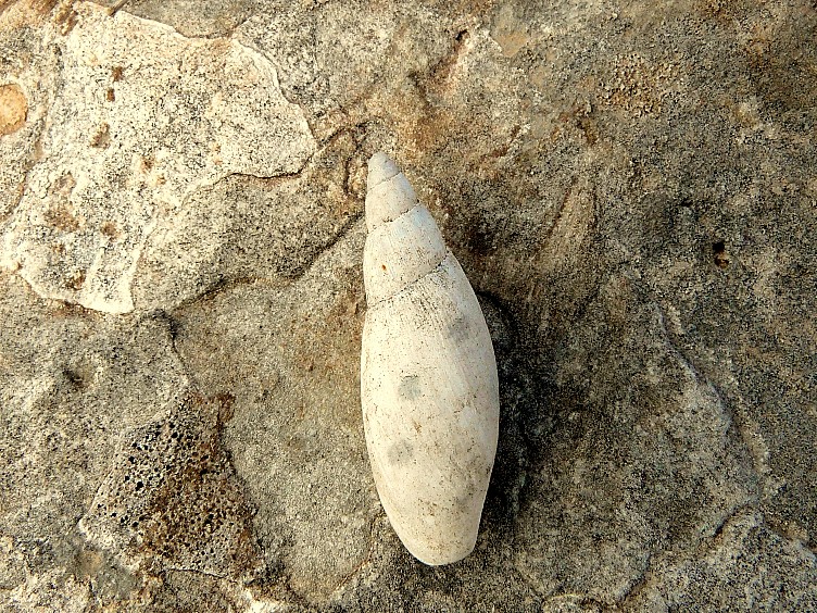 Poiretia cornea del Gargano